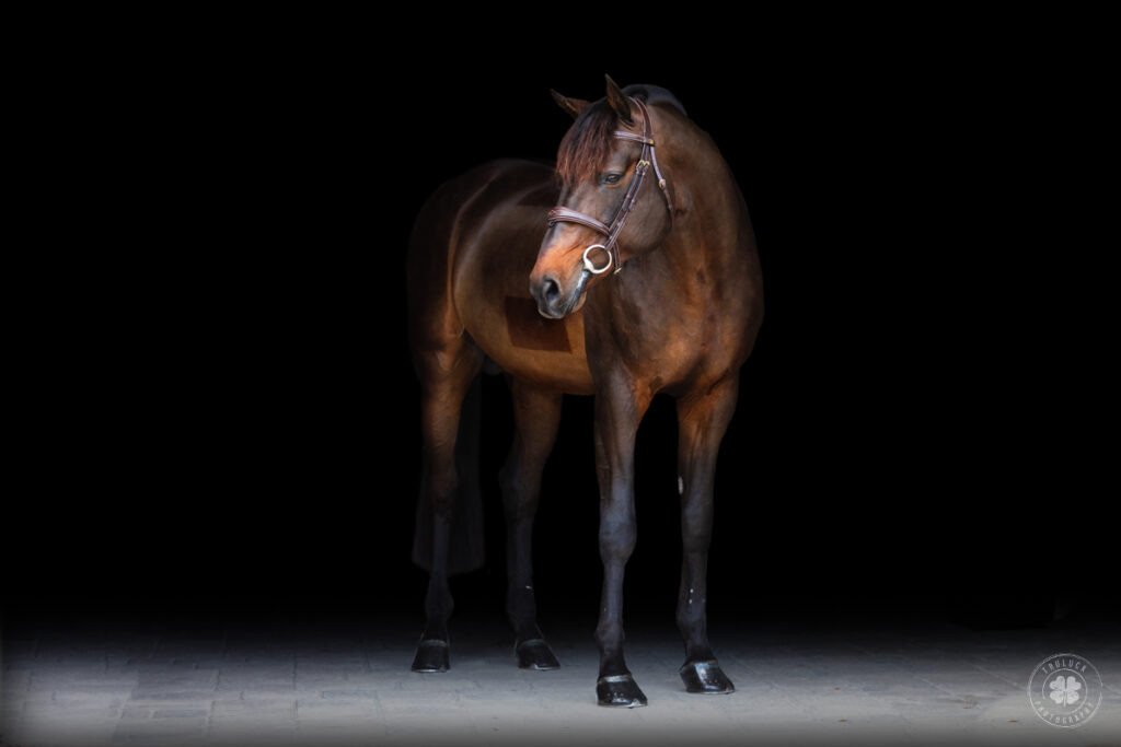 An elegant three-quarter angle photo of a bay horse against a black backdrop, head turned slightly to the left, showcasing its refined conformation and poised demeanor in a studio portrait.