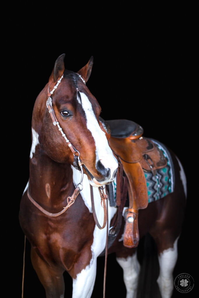 A striking photo of a bay tobiano paint stallion, adorned with western tack, standing proudly against a stark black background in a studio setting, illustrating a professional equine photography setup.