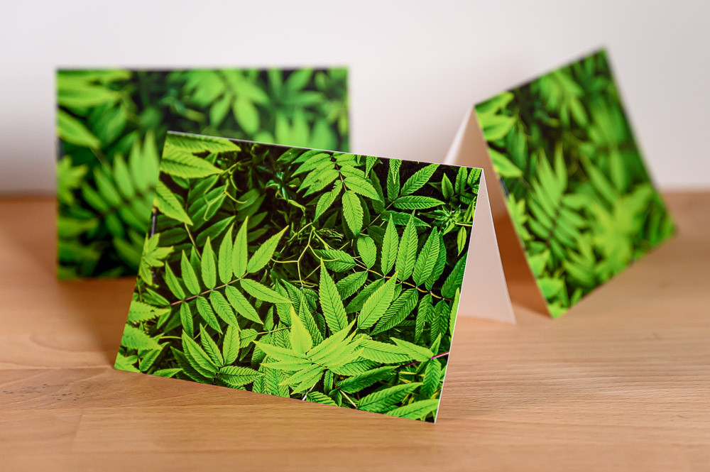 Professionally printed greeting card featuring a green leaf, created from an iPhone photo.