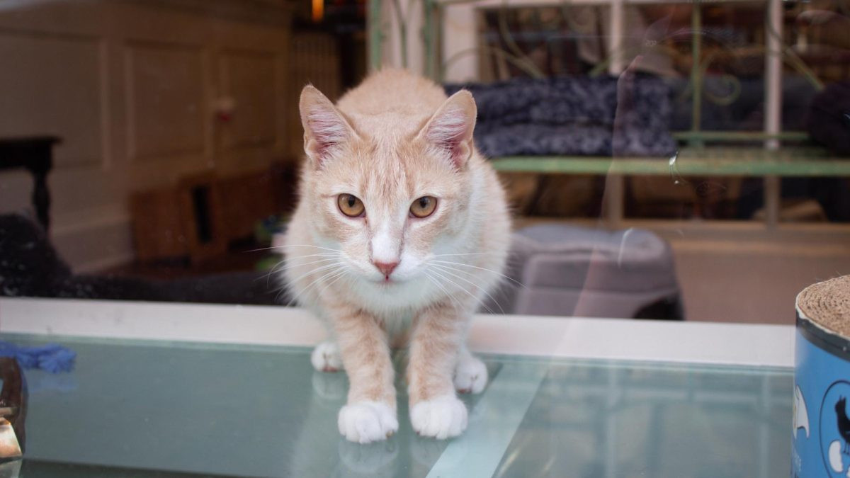 A Sanctuary Cafe Boston photos: Close-up of an adorable cat gazing from the window of the sanctuary cafe on Charles Street.