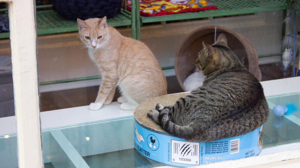 Cat cafe Sanctuary Cafe photos: Cats socializing and acclimating to their new environment at A Sanctuary Cafe.