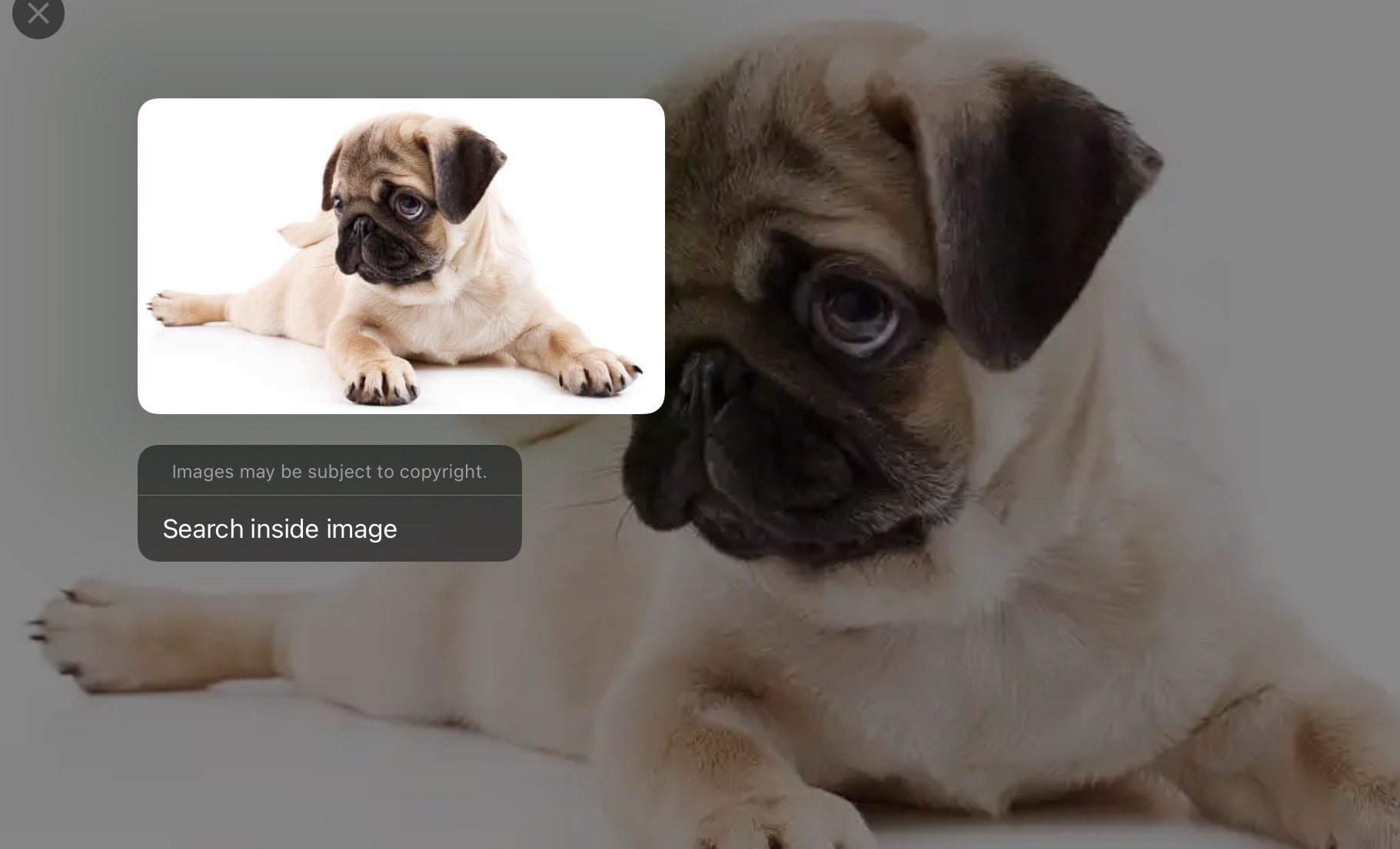 Screenshot showing missing "download image" option in Google App on iPad