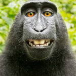 A crested black macaque monkey, the central figure in the copyright dispute between photographer David Slater and Wikimedia Commons, showcasing the complexities of image ownership.