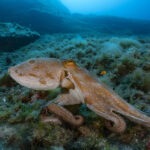 A common octopus (octopus vulgaris) — the kind featured in