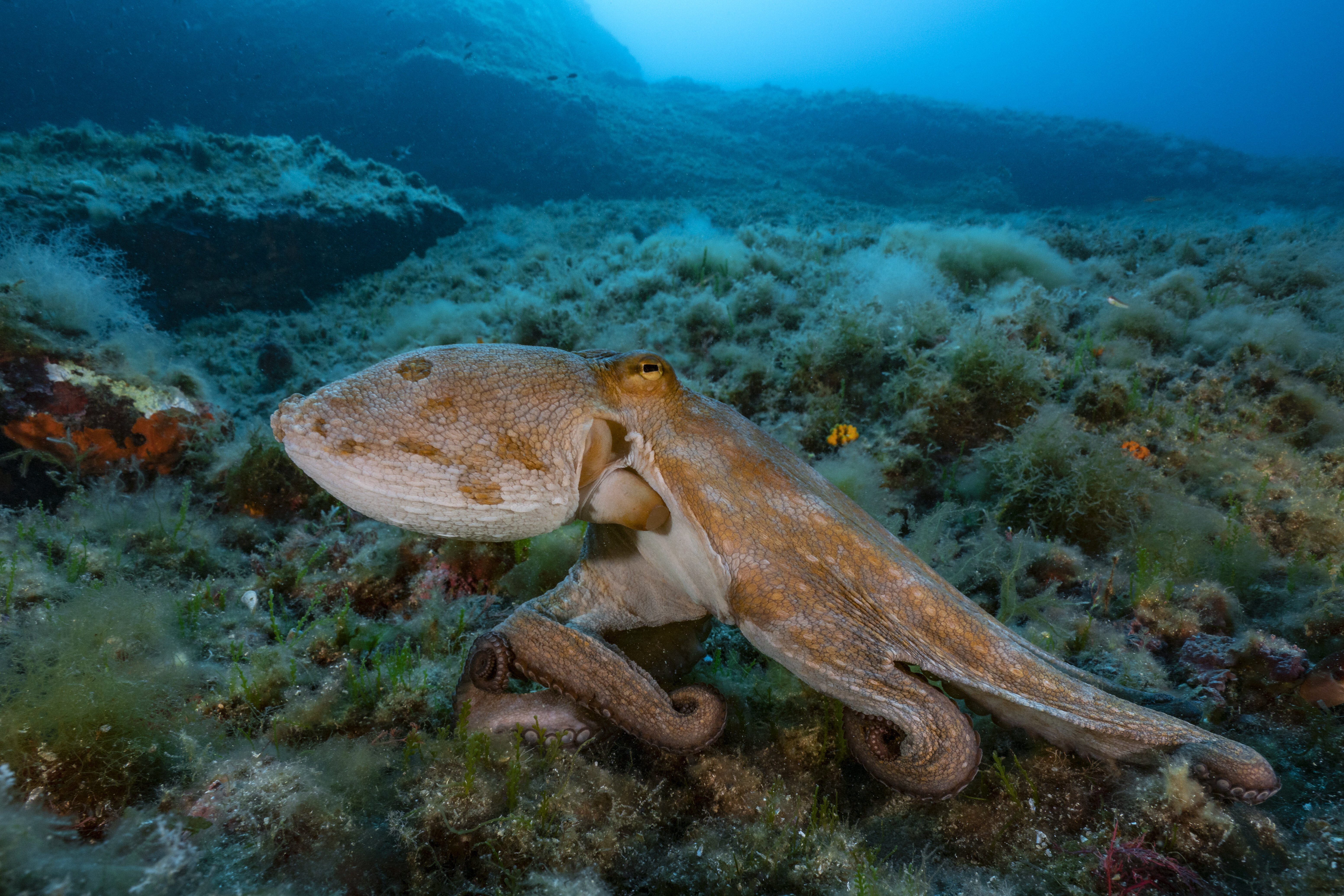 A common octopus (octopus vulgaris) — the kind featured in
