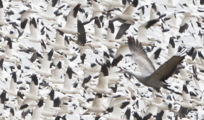 The crane is blurred, while the geese behind it are sharper – a sure sign that I focused behind the birds.