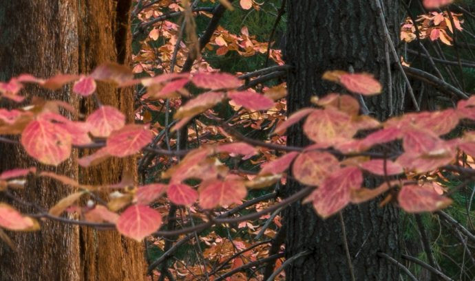 I focused a little farther back, which put the background trunks and leaves into focus, but now the foreground leaves are a little soft.