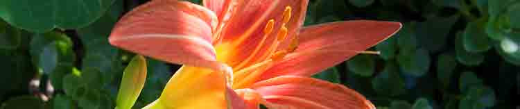 Daylily flower and buds at 0% quality