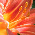 Daylily flower and buds at 100% quality