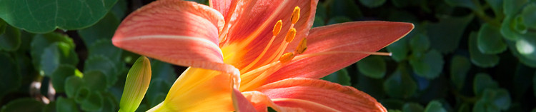 Daylily flower and buds at 100% quality