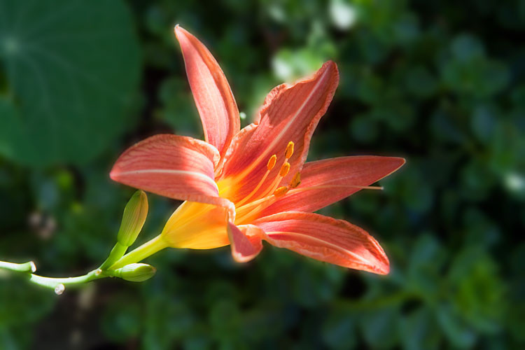 Day lily with a blurred background, achieving a smaller 54 KB file size at 60% JPEG quality and enhancing focus.