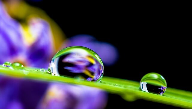 Example of macro photography showcasing water droplets on a plant