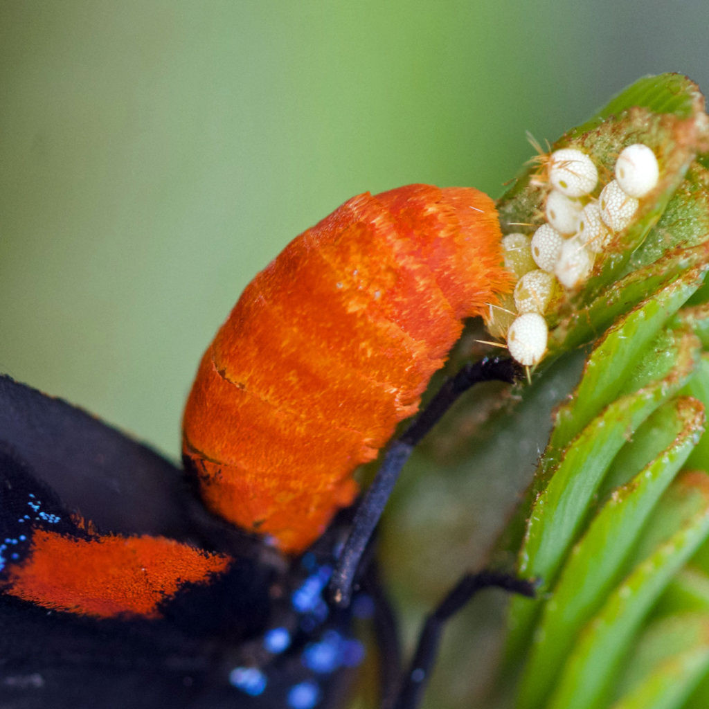 Atala Blue Butterfly Eggs on Coontie Plant