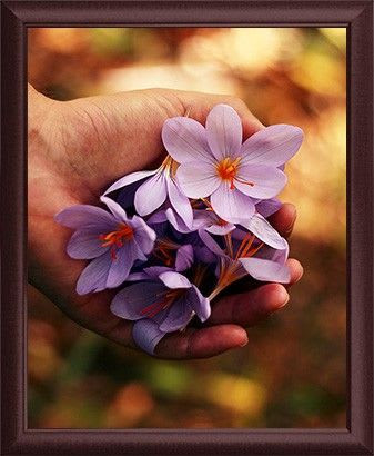 Flowers in an 8x10 Frame