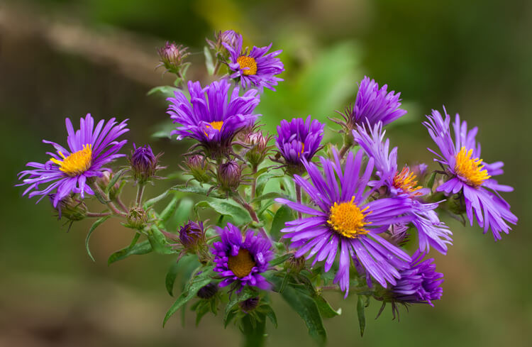 aster flowers focus stacked