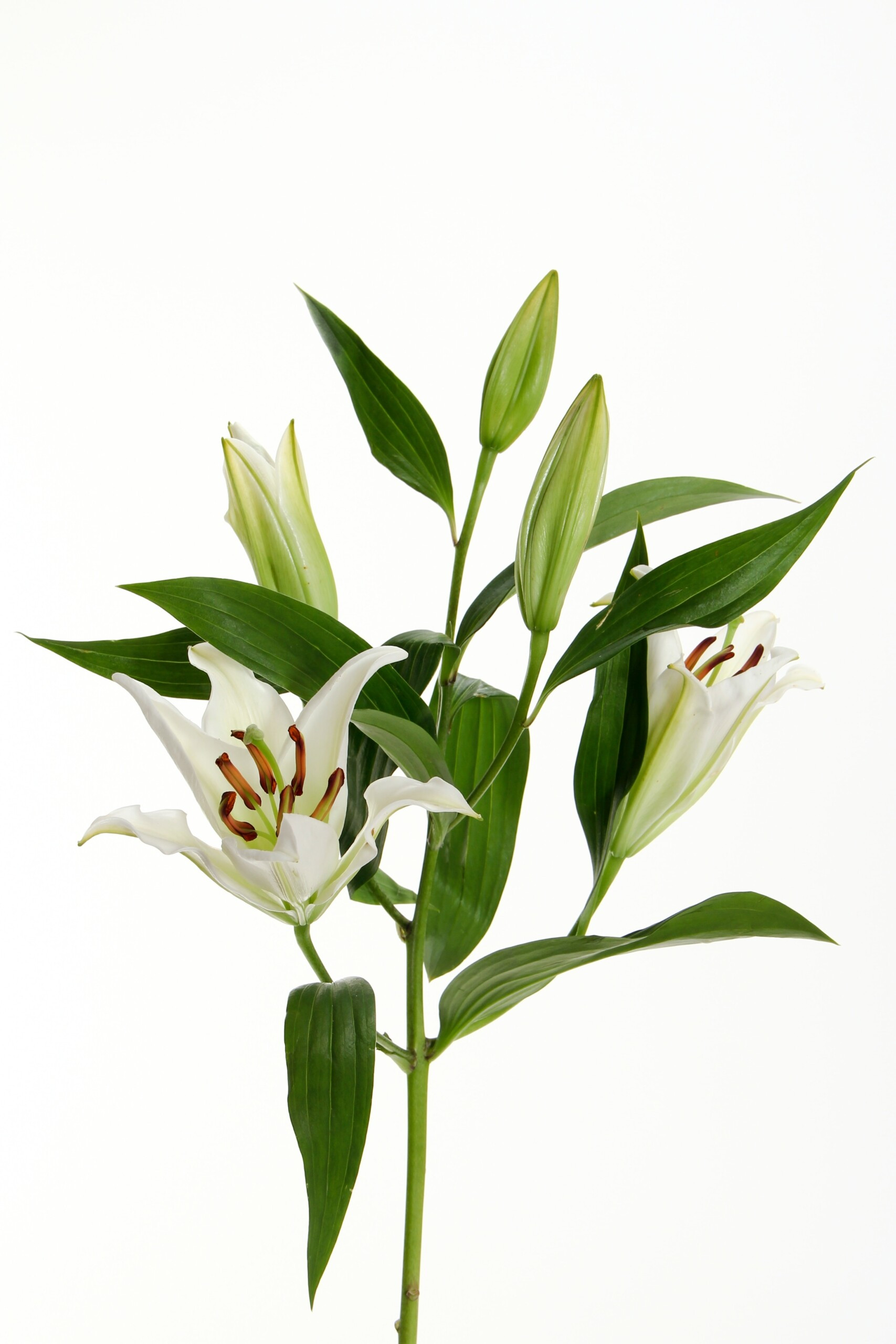 Focus stacking in photography