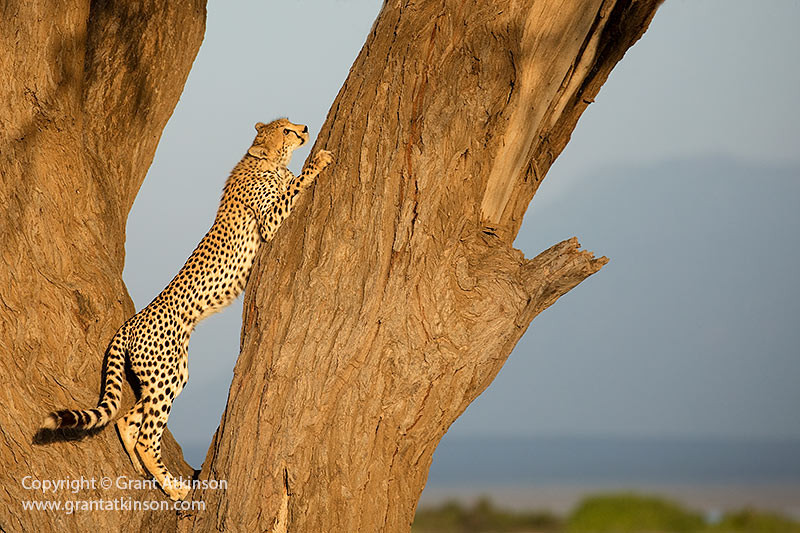 alt text: A photo of a cheetah scent-marking a tree, illustrating a less commonly photographed behavior.