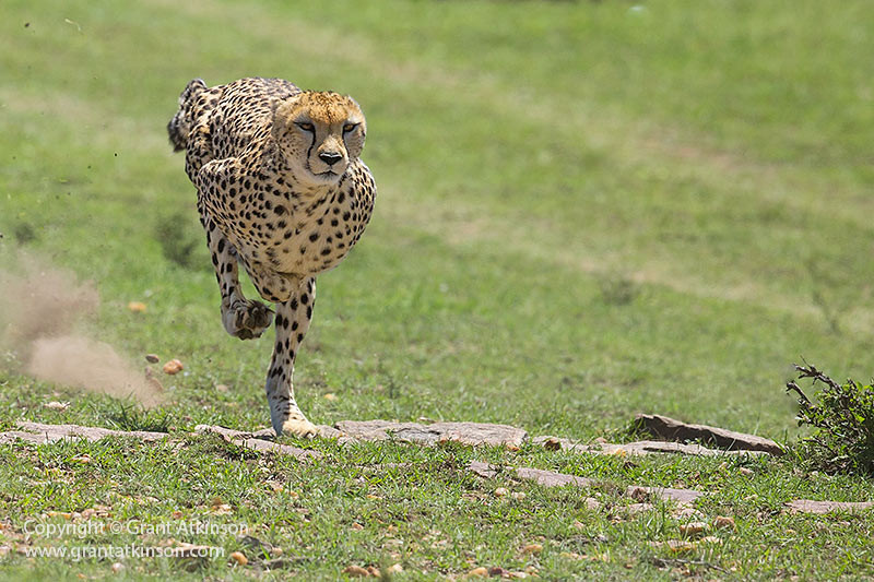 alt text: A photo of a cheetah running at high speed, demonstrating the need for fast shutter speeds in wildlife photography.