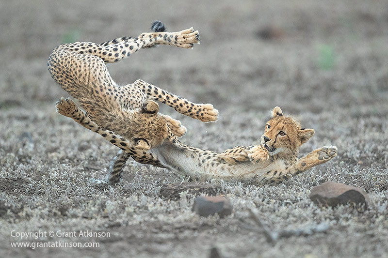 alt text: A photo of a cheetah playing, demonstrating the importance of capturing a variety of behaviors beyond hunting.