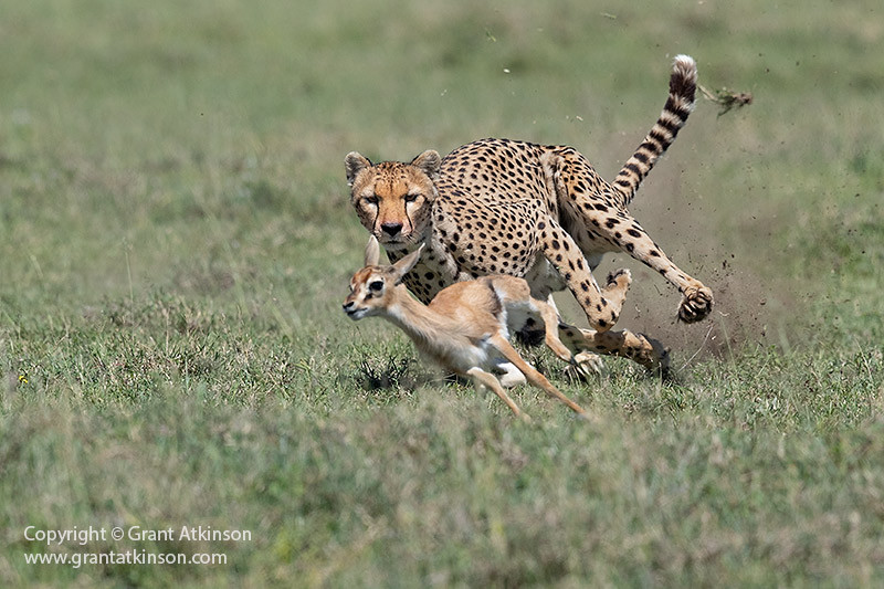 alt text: A photo of a cheetah taken with a long lens, showcasing the benefits of using telephoto lenses for wildlife photography.