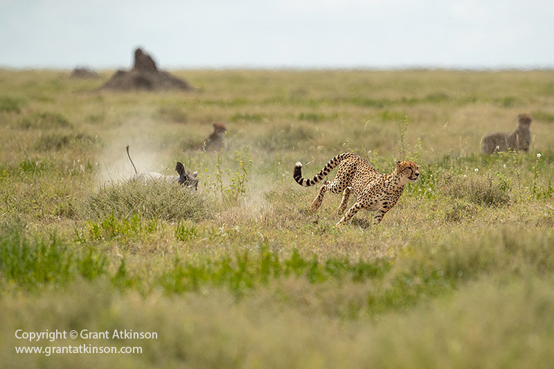 alt text: A photo of a cheetah family interacting with a warthog, showcasing the unpredictable nature of wildlife encounters.