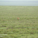 alt text: A photo of a cheetah a long distance away from a gazelle, demonstrating ethical wildlife photography practices.