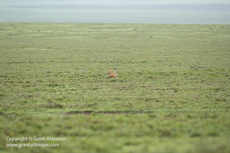 alt text: A photo of a cheetah a long distance away from a gazelle, demonstrating ethical wildlife photography practices.