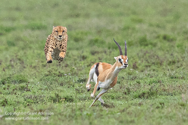 alt text: A photo of a cheetah chasing a gazelle that is running towards the camera.