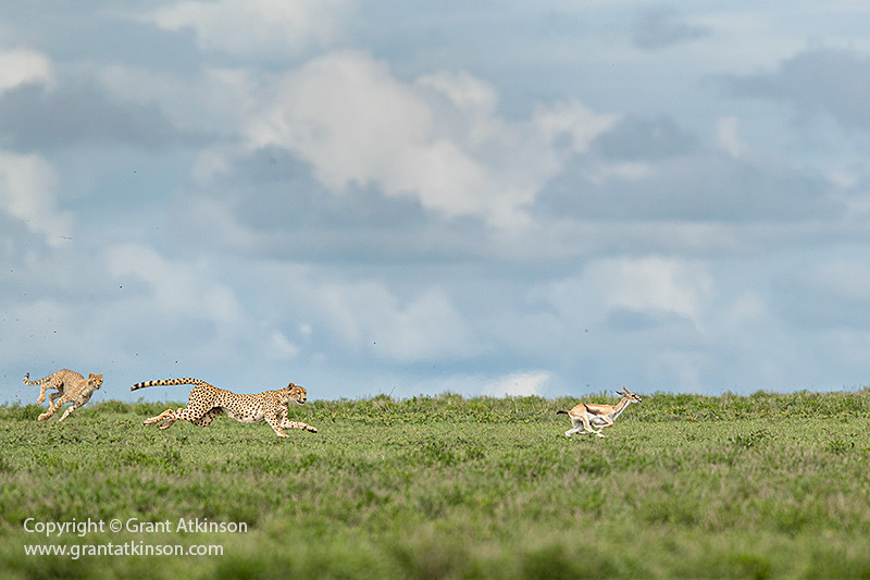 alt text: A photo of a cheetah and a gazelle with visible heat haze distortion, highlighting a common challenge in wildlife photography.