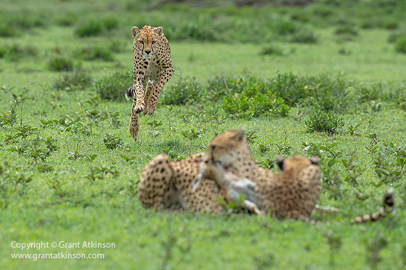 alt text: A photo of a cheetah charging another cheetah, illustrating territorial behavior and conflict.