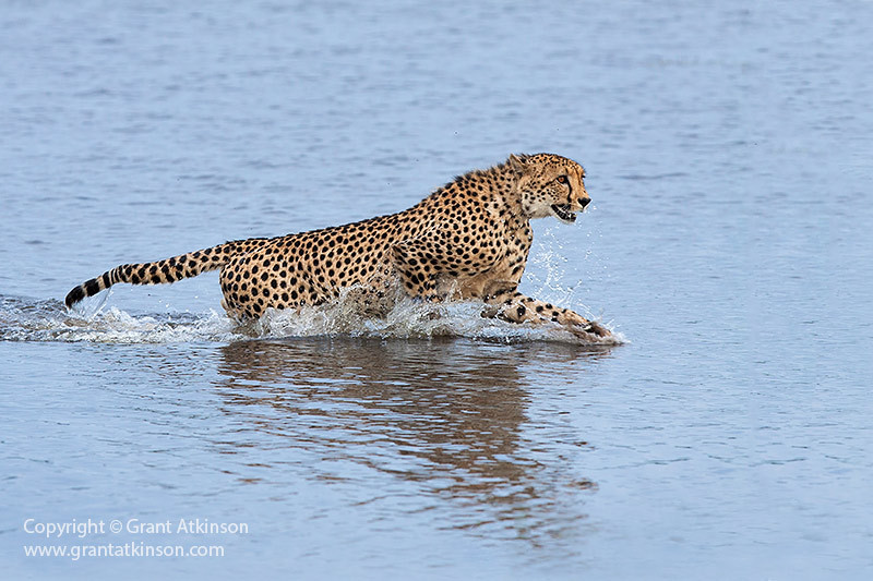alt text: A photo of a cheetah crossing a body of water, highlighting the challenges they face in different terrains.