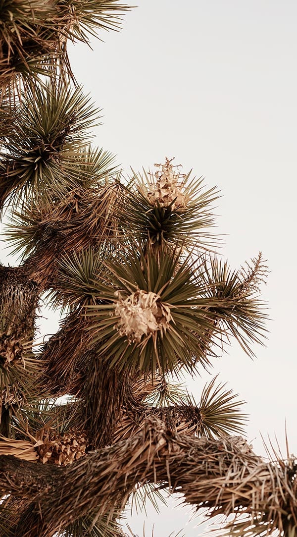 Professionally edited photo of a pine tree with highlights adjusted for detail