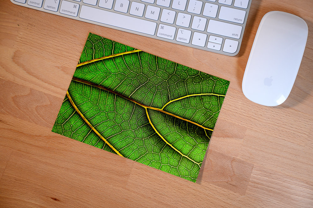 Close-up print of a leaf, showcasing detail from an iPhone photo printed on a Canon Pro 300 printer.