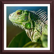 Iguana Portrait in a Square Frame