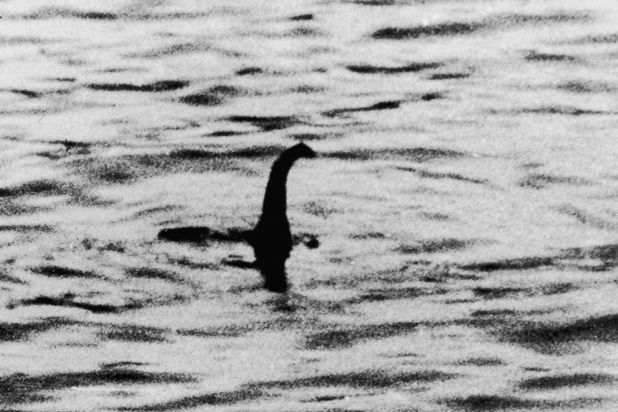Historical image from 1934, often cited in Loch Ness Monster discussions, depicting a long neck and small head, symbolizing the long-standing mystery of Nessie.