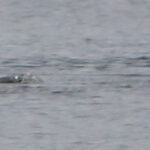 Chie Kelly's 2018 Loch Ness Monster sighting photo taken at Dores Inn, Scotland, showing a dark, serpent-like shape on the water surface.