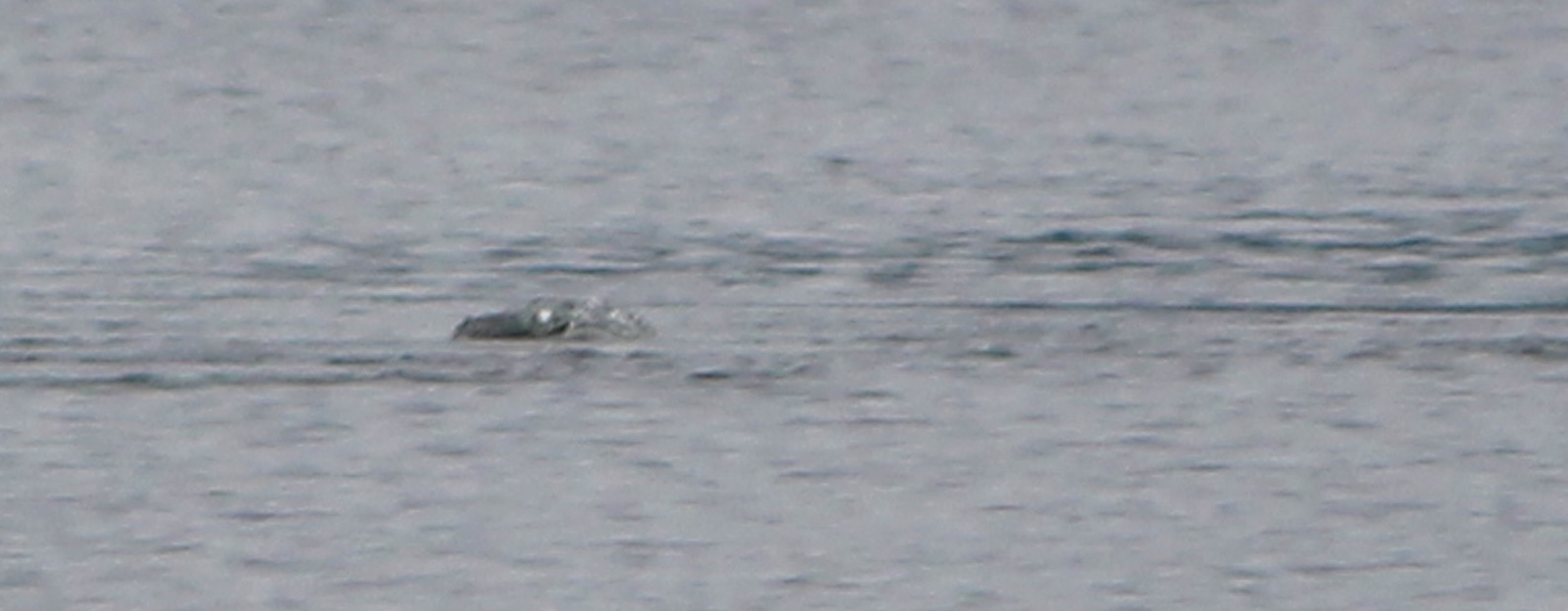 Chie Kelly's 2018 Loch Ness Monster sighting photo taken at Dores Inn, Scotland, showing a dark, serpent-like shape on the water surface.