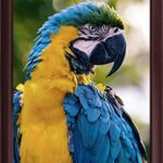 Parrot in a 5x7 Frame