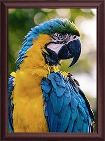 Parrot in a 5x7 Frame