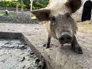 A low-angle shot of a pig taken with iPhone 13, showcasing an unusual perspective.