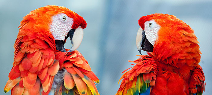 Photo of macaws saved as high quality (60%) JPEG, achieving a small 69 KB file size with noticeable quality loss.