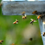 alt text: A bee in flight approaching a flower