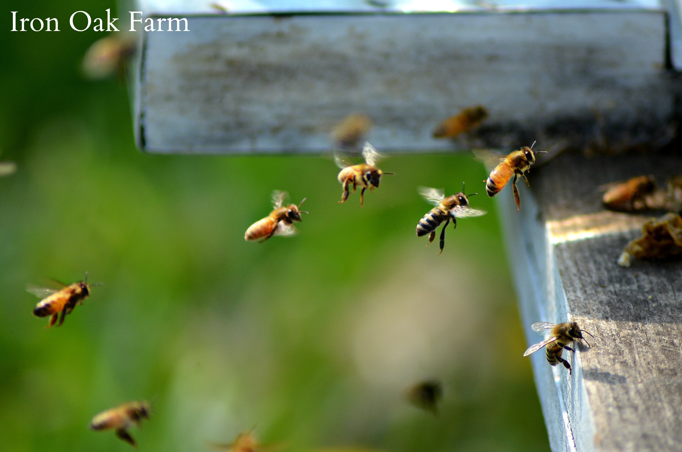 alt text: A bee in flight approaching a flower