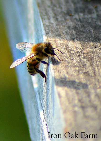 alt text: A bee covered in pollen on a flower