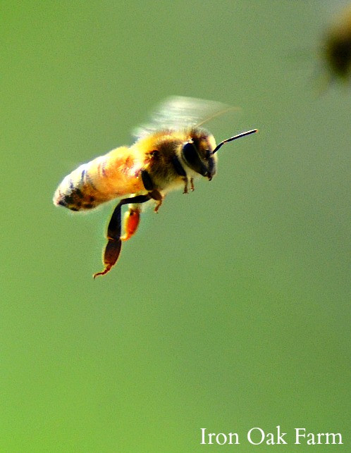 alt text: A close-up photo of a bee on a honeycomb