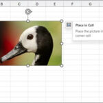 Excel Insert Picture in-cell in Excel three version two showing Place in Cell