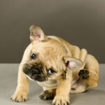 French Bulldog puppy scratching behind his ear