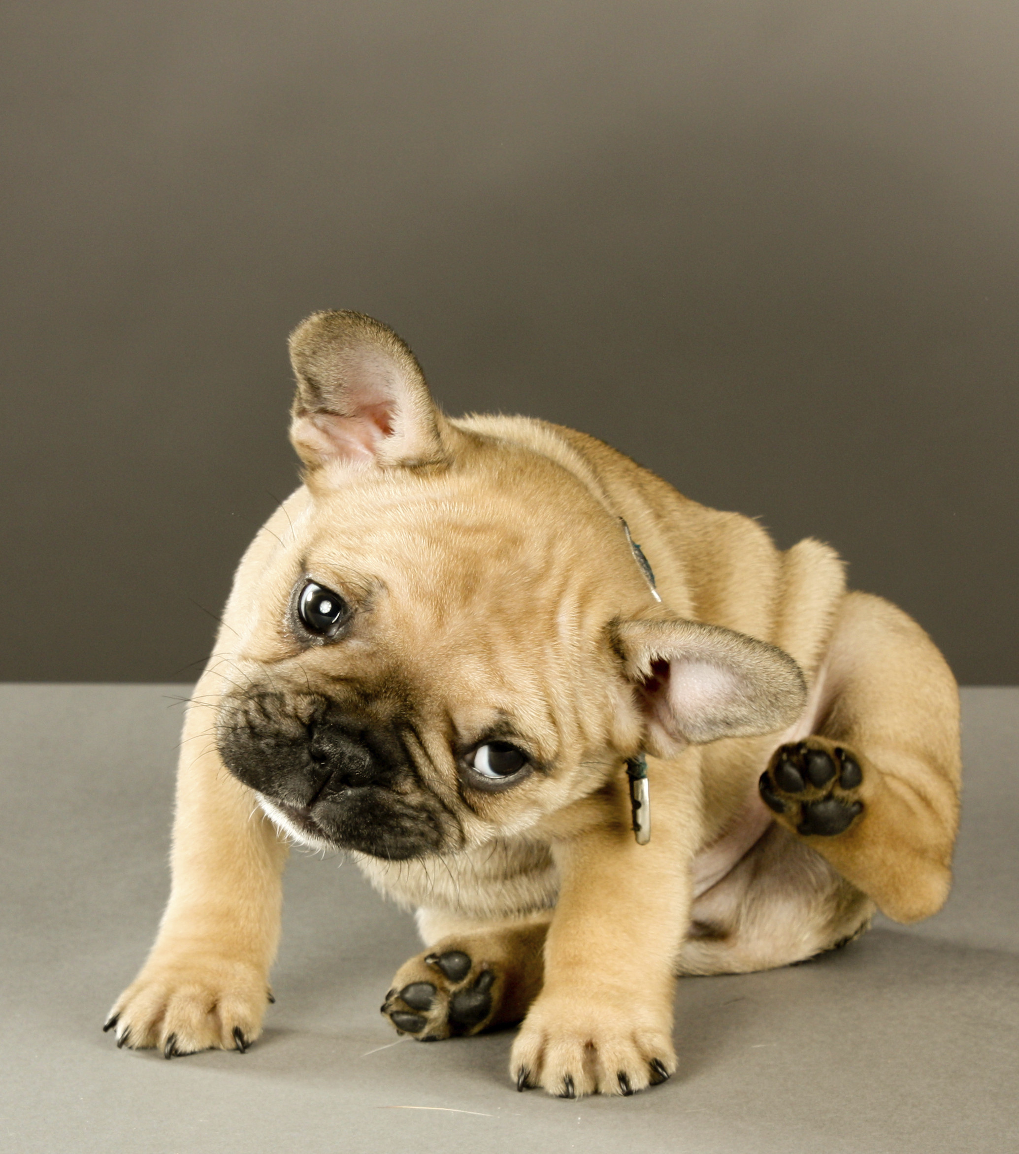 French Bulldog puppy scratching behind his ear