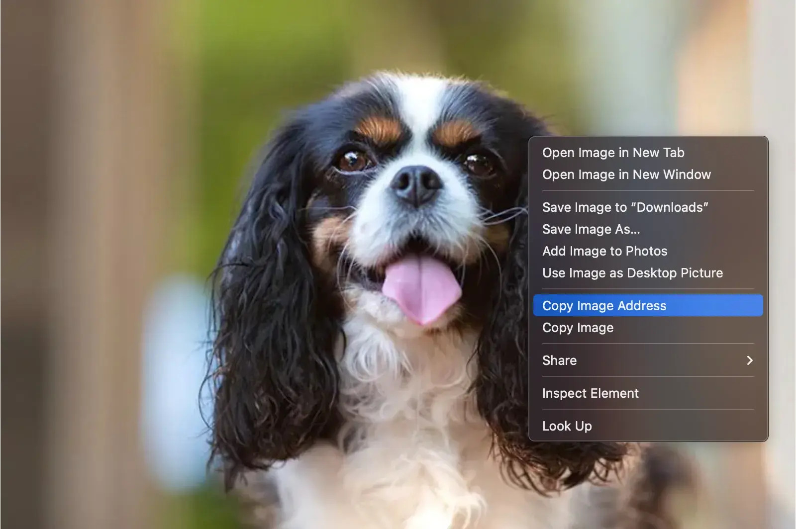 Selecting 'Copy Image Address' from the menu