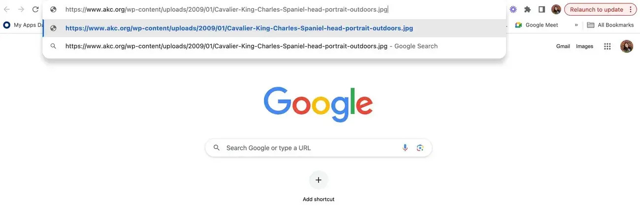 Pasting the image address into the browser